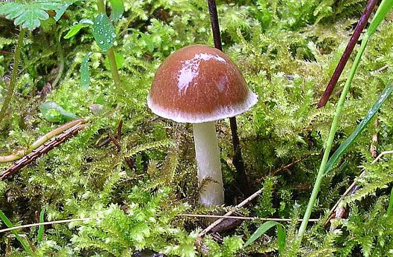 Oltingue  ( FRA )    24. Aprile 2005